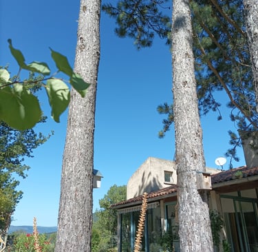 pine trees neatly' élagaged'