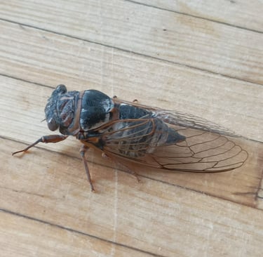 Diaphenous wings