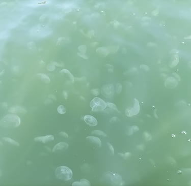 Jellyfish everywhere