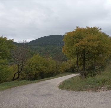 The forest is still predominantly green.