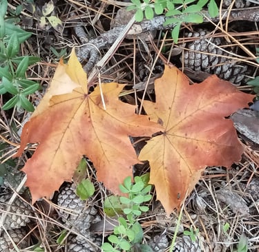 Some leaves fall prematurely.
