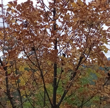 The beech