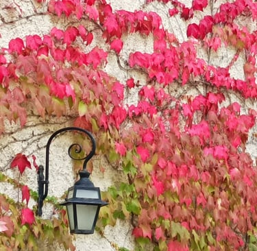 Virginia Creeper