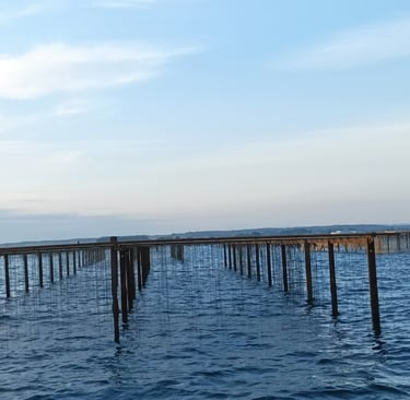 Oyster cultivation on the Etang de Thau