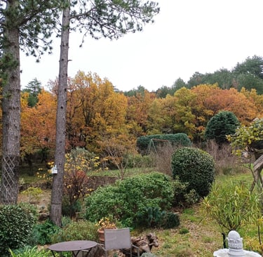 The oaks in our garden