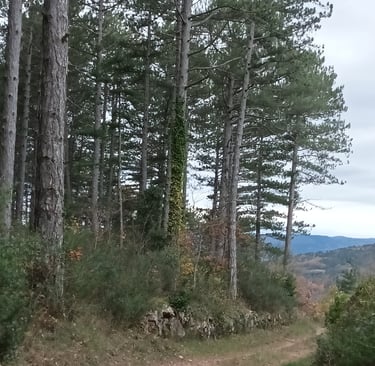 Straight up and boring...our pine forest