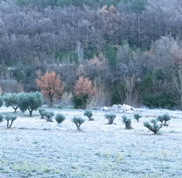 Replanted ancient olive trees