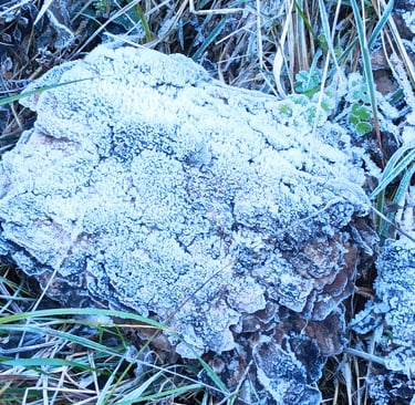 Frosted log