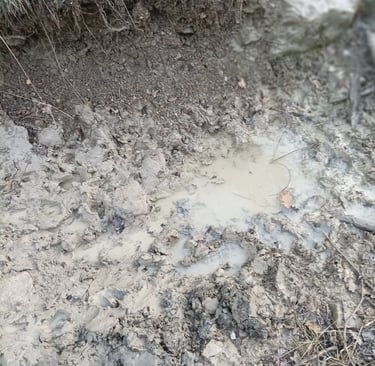 Mud ,glorious mud! The piggy pond.