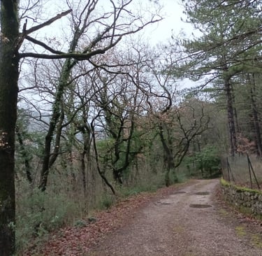 Our woodland walk past our house