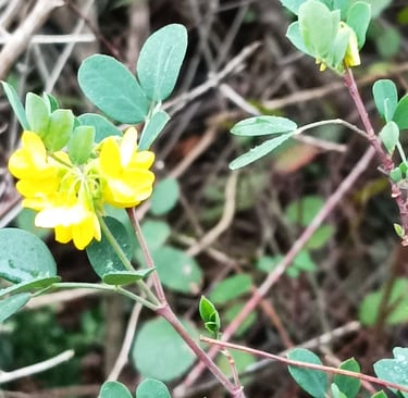 Tiny flowers of the genista hispanica