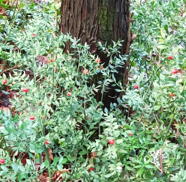 The Fragon or false holly