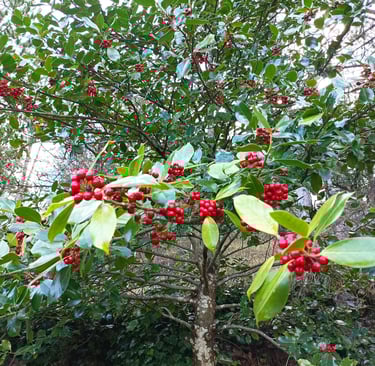 Holly berries