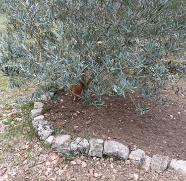 garden edging in stone