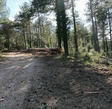 The road into the forest