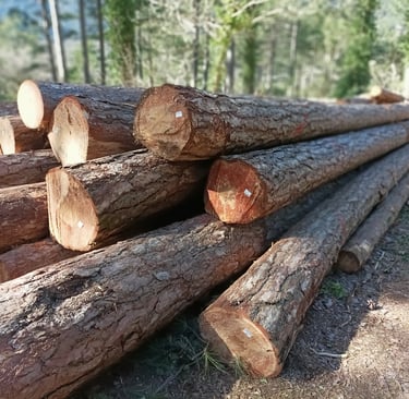 Stacked up tree runks wait for collection