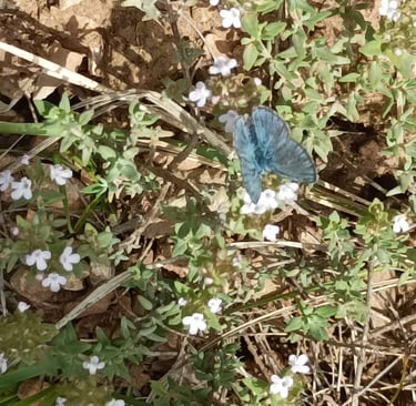 A common blue butterfly on the wild thyme flowers.