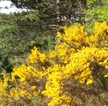 Genista hispanica