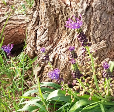 Tassel Hyacinth