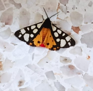 Cream spot Tiger Moth