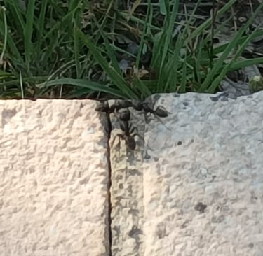 A three-way meeting of Ants
