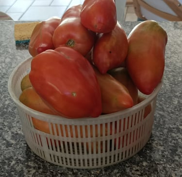 Tmatoes ready to be skinned.