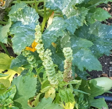 Hunt the courgette
