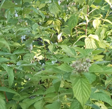 Waiting for the Raspberries to ripen.