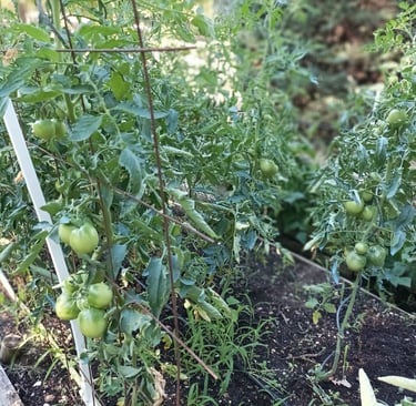 The St Pierre are slower to ripen
