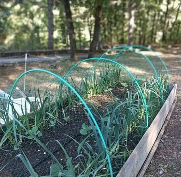 Leeks and Broccoli