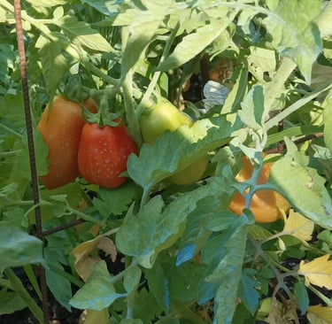 The Roma are ripening