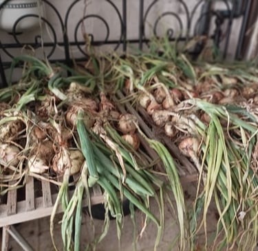 Are onions are safely gathered in