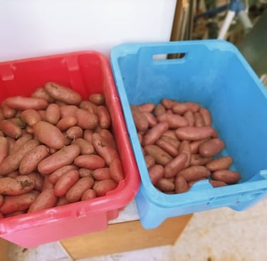 Chérie Red Potatoes.