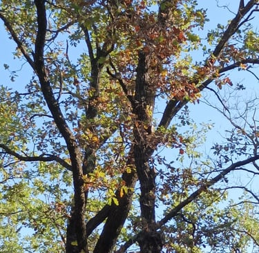 One of our oak trees this August