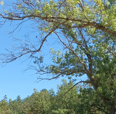 Our ash trees are looking sad
