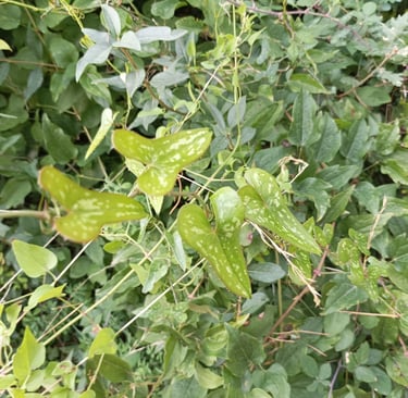 The spreading Smilax 5