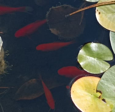 The goldfish are shy  when we are around. Can you spot them?