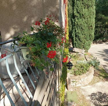 geraniums are brightrning our balconies once more.