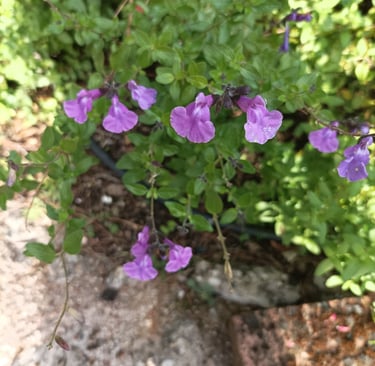 Sage flowers