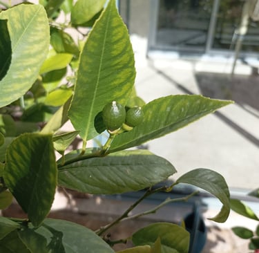 Tiny lemons
