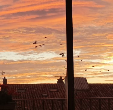 The starlings depart