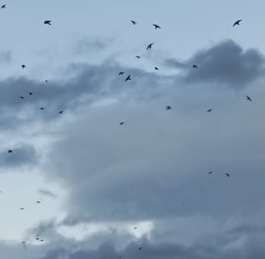 The last starlings fly off to join the murmuration