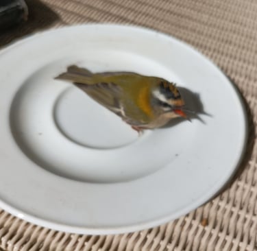 Our tiny casualty