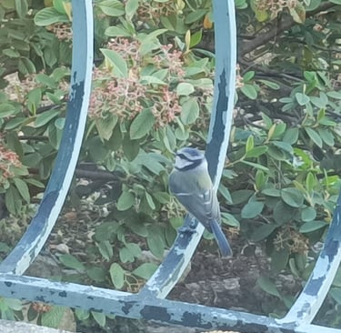 A blue tit surveys the ripening pyracantha berriesies beyond our balcony.