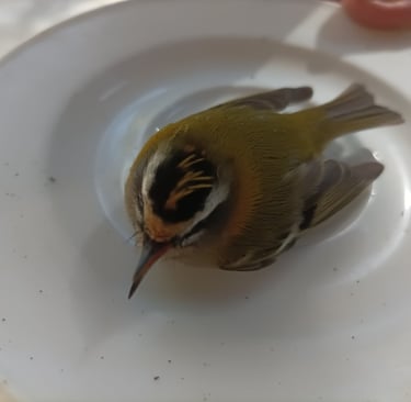 A groggy firecrest recovers