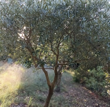 A more recent planting.