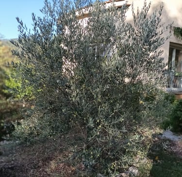 The flourishing olive tree
