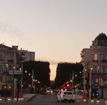 The Starlings Rise from their Roosts