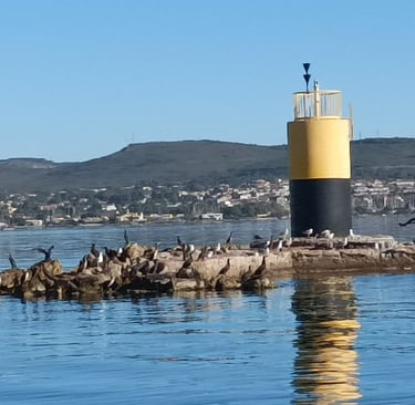 Gulls and Cormorants gather