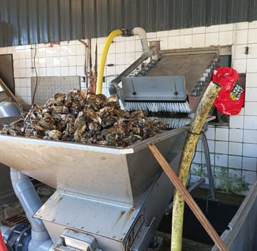 The oysters are scrubbed clean
